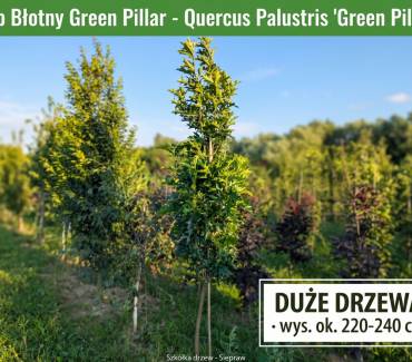 Dąb Błotny 'Green Pillar’ (Quercus palustris) 220-240 cm