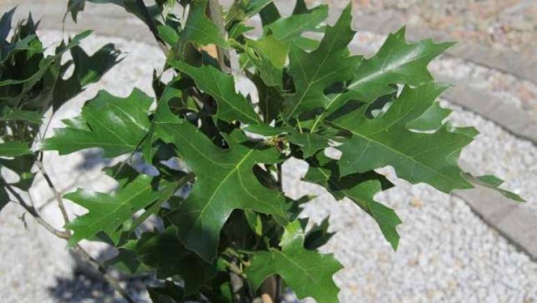 Dąb błotny Quercus palustris