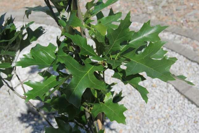 Dąb błotny Quercus palustris