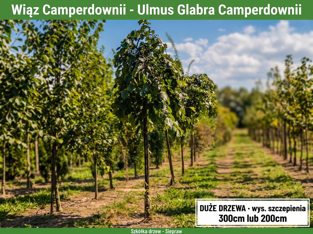 Wiąz 'Camperdownii’ Parasolowaty (Ulmus glabra) wys. szczepienia 200 / 300 cm