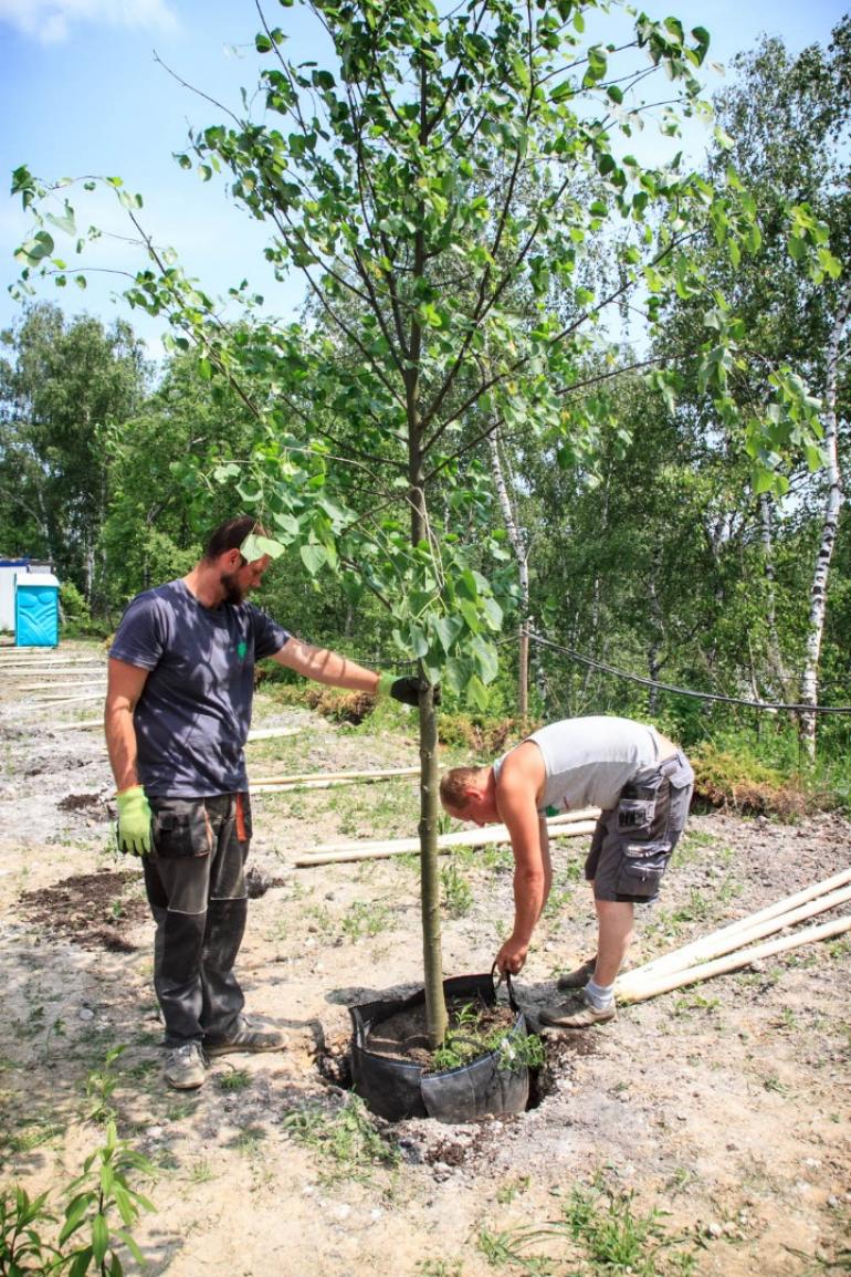 Nasadzenia drzew w Sanktuarium w Krakowie-Łagiewnikach