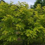 Akacja / Robinia Akacjowa (Robinia pseudoacacia)