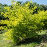 Akacja / Robinia Akacjowa (Robinia pseudoacacia)