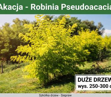 Akacja / Robinia Akacjowa (Robinia pseudoacacia) 250-300 cm