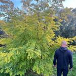 Akacja / Robinia Akacjowa (Robinia pseudoacacia)