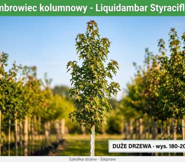 Ambrowiec kolumnowy (Liquidambar styraciflua) 180-200 cm