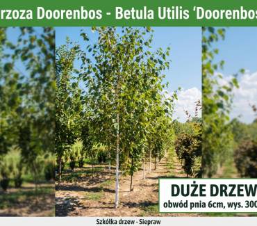 Brzoza pożyteczna 'Doorenbos’ (Betula utilis) 300-350 cm