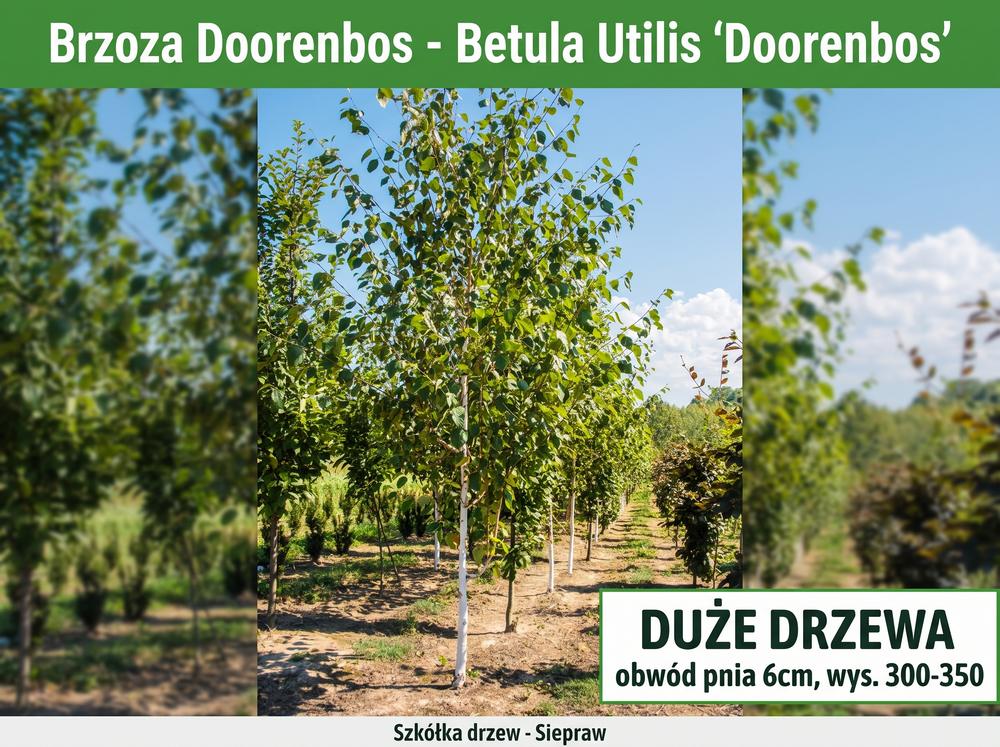 Brzoza pożyteczna 'Doorenbos’ (Betula utilis) 300-350 cm