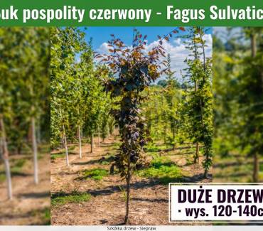 Buk pospolity czerwony (Fagus sylvatica) 120-140 cm