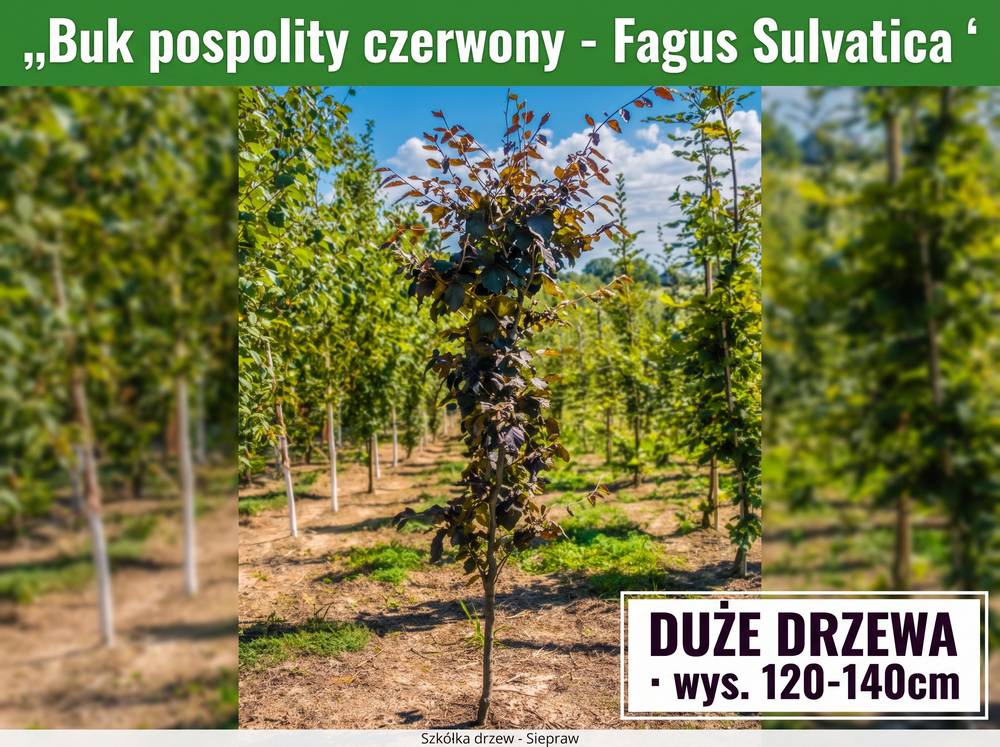 Buk pospolity czerwony (Fagus sylvatica) 120-140 cm