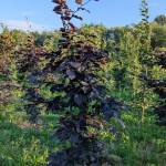 Buk pospolity czerwony (Fagus sylvatica) 120-140 cm