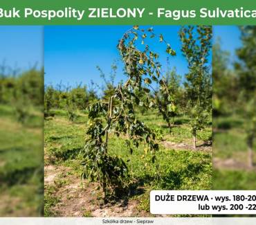Buk pospolity formowany zielony (Fagus sylvatica) 180-220 / 200-220 cm