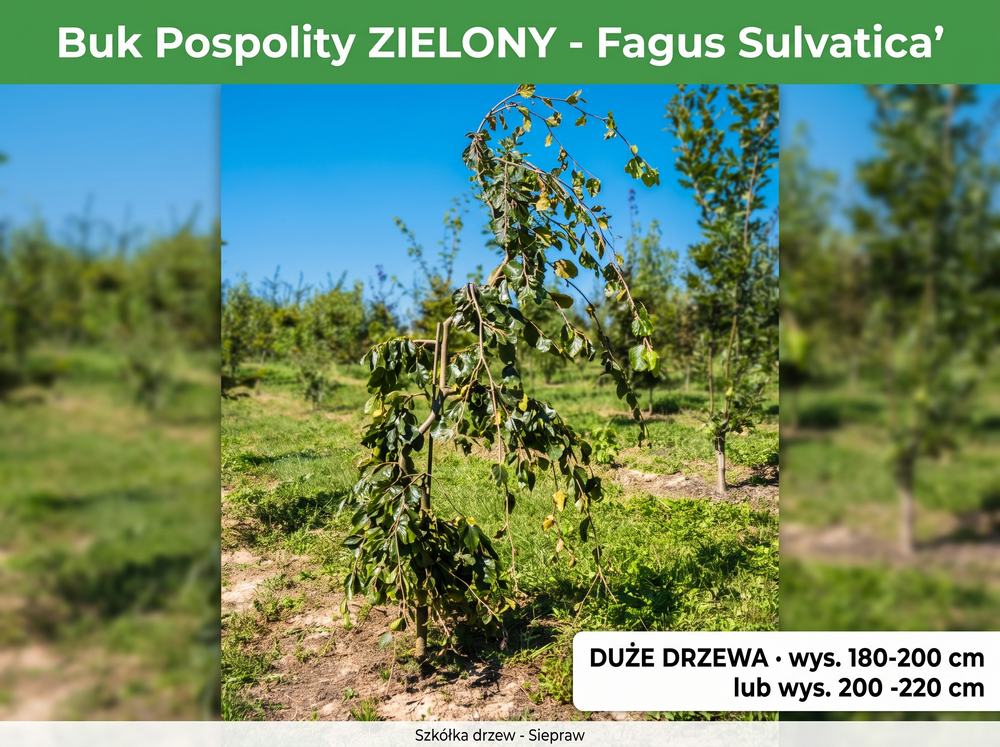 Buk pospolity formowany zielony (Fagus sylvatica) 180-220 / 200-220 cm