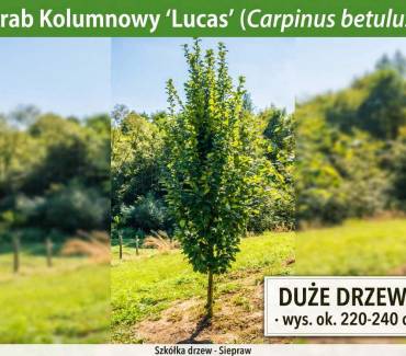 Grab Kolumnowy 'Lucas’ (Carpinus betulus) 220-240 cm