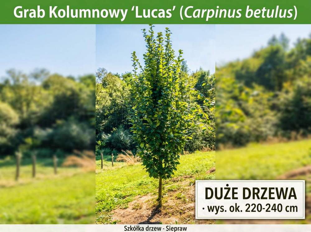 Grab Kolumnowy 'Lucas’ (Carpinus betulus) 220-240 cm