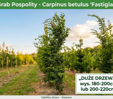 Grab Pospolity 'Fastigiata’ (Carpinus betulus) 180-220 lub 200-220 cm