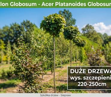 Klon Zwyczajny 'Globosum’ Kula (Acer platanoides) 220-250 cm