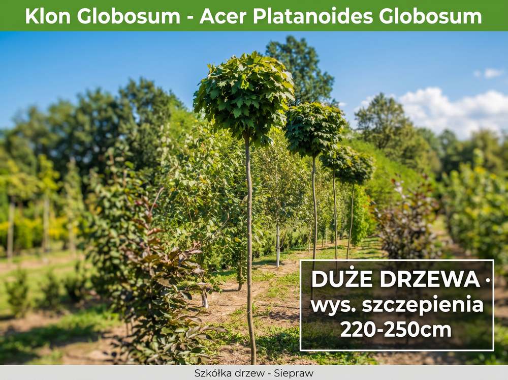 Klon Zwyczajny 'Globosum’ Kula (Acer platanoides) 220-250 cm